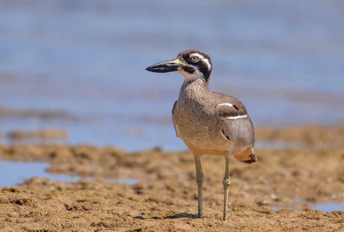 Beach Thick-knee - Mark Lethlean