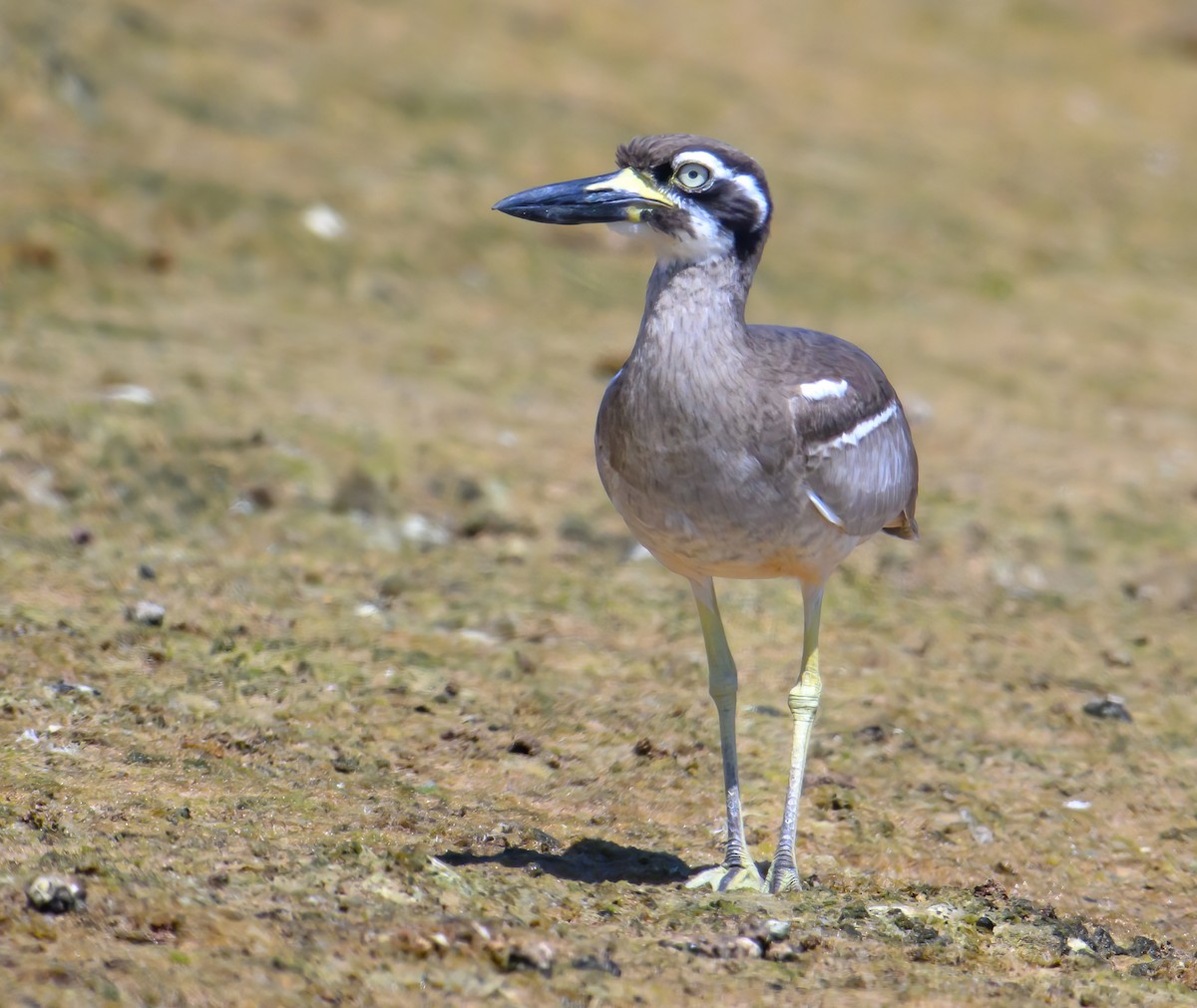 Beach Thick-knee - Mark Lethlean