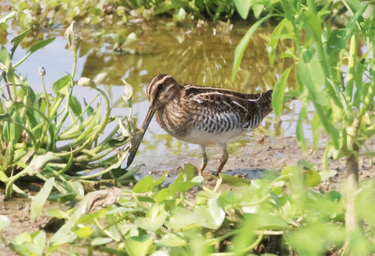 Wilson's Snipe - ML609963127