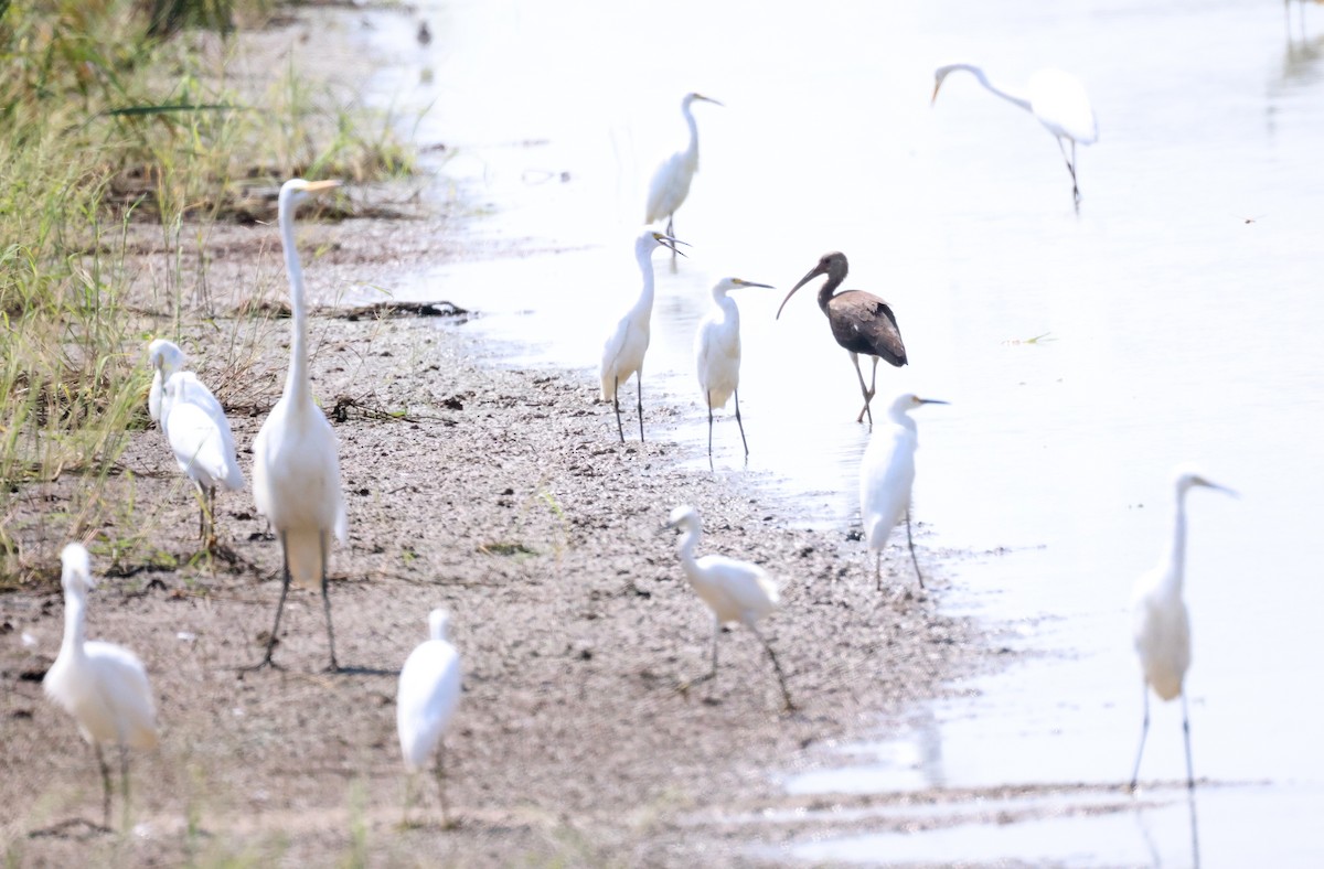 ibis bílý - ML609963145