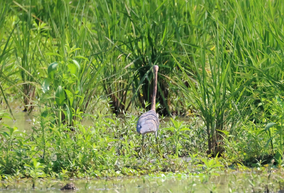 Tricolored Heron - ML609963163