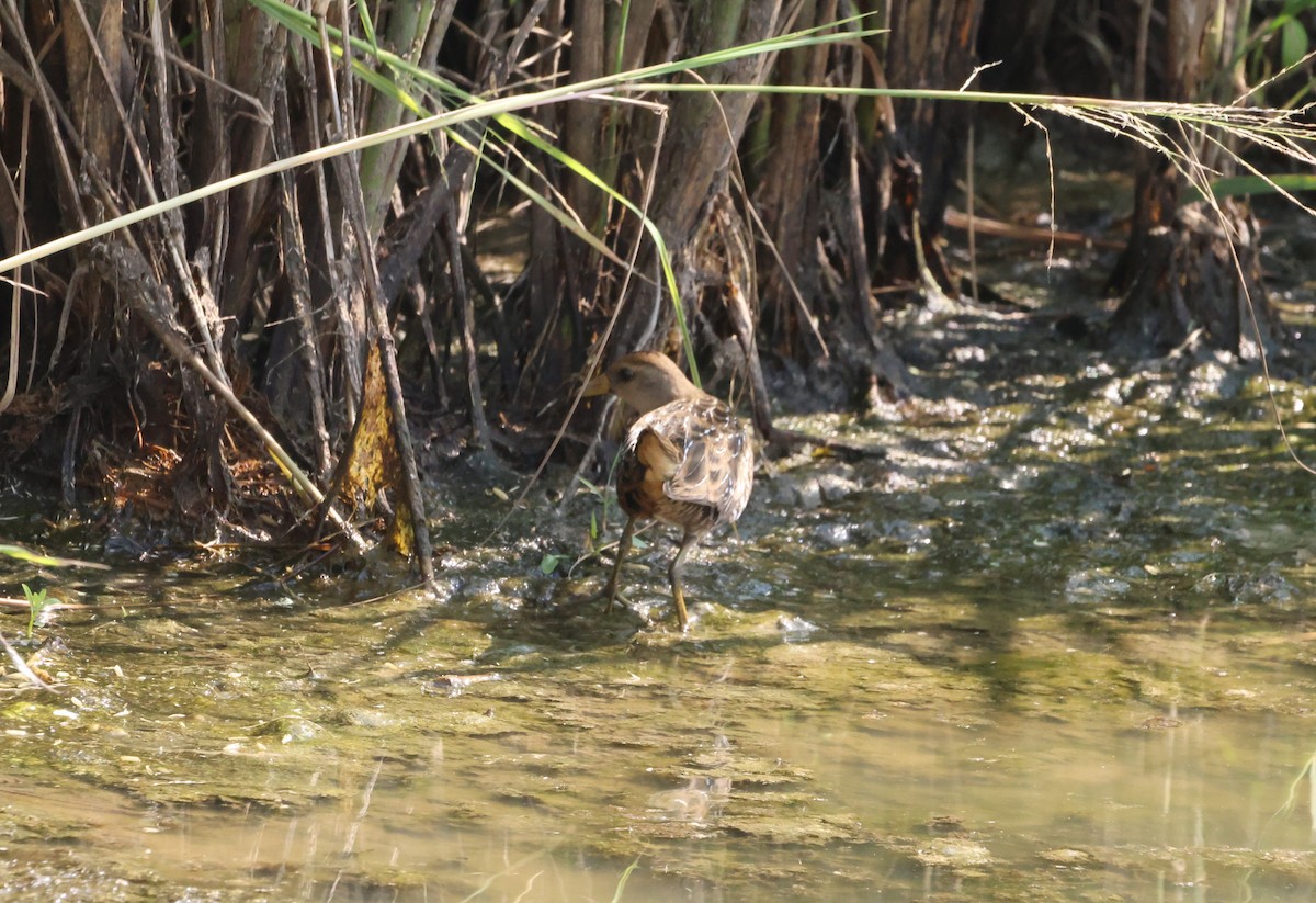 Polluela Sora - ML609963178