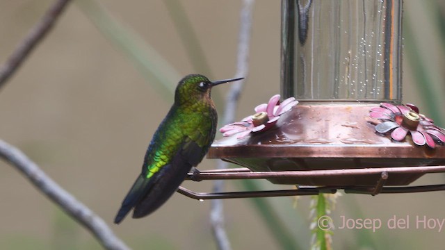 Glowing Puffleg - ML609963191