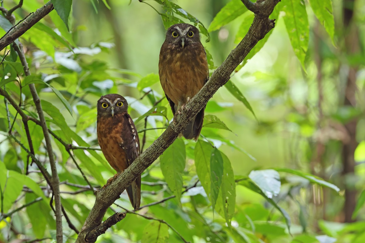 Ochre-bellied Boobook - ML609963220