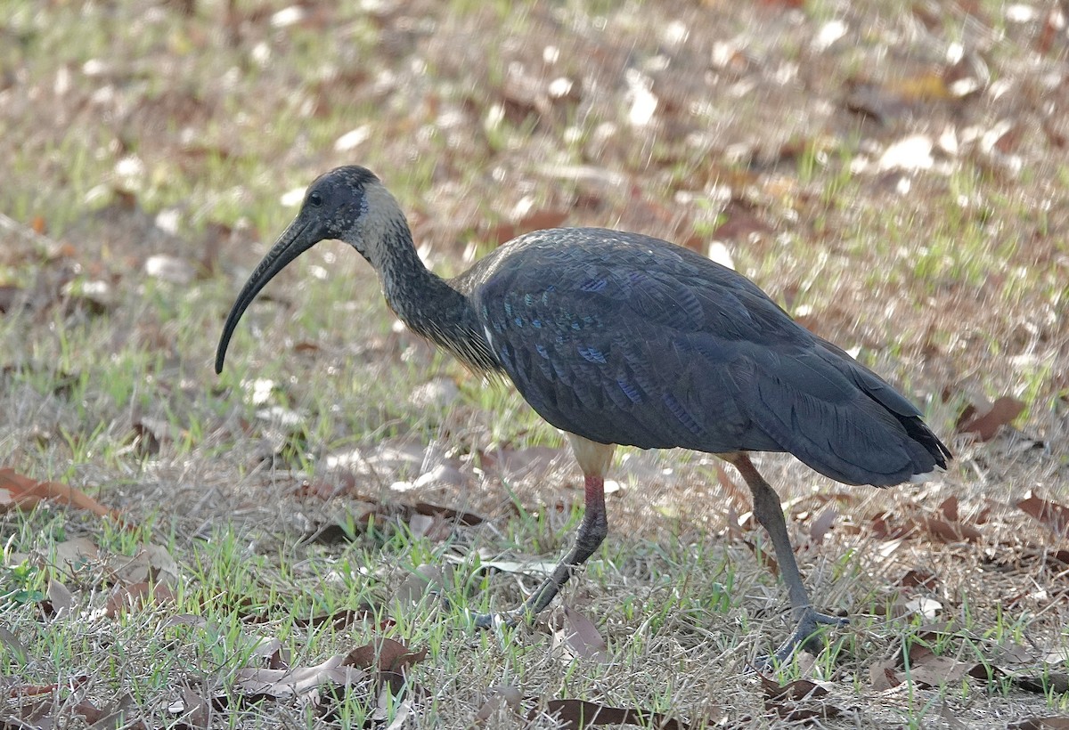 ibis slámokrký - ML609963223