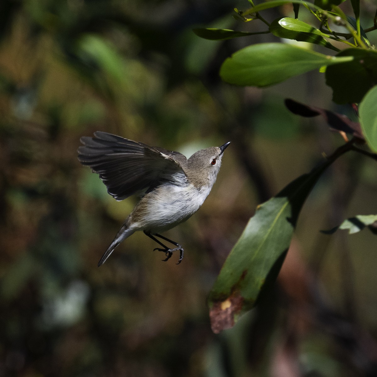 Western Gerygone - Nancy Auerbach and  Dirk Hovorka