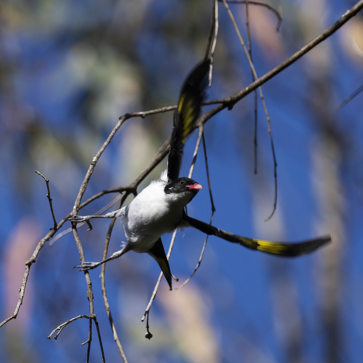 Painted Honeyeater - ML609963284