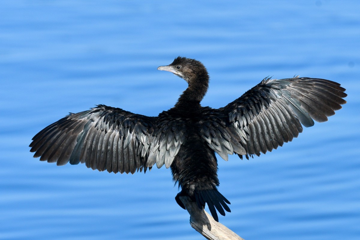 Pygmy Cormorant - ML609963325