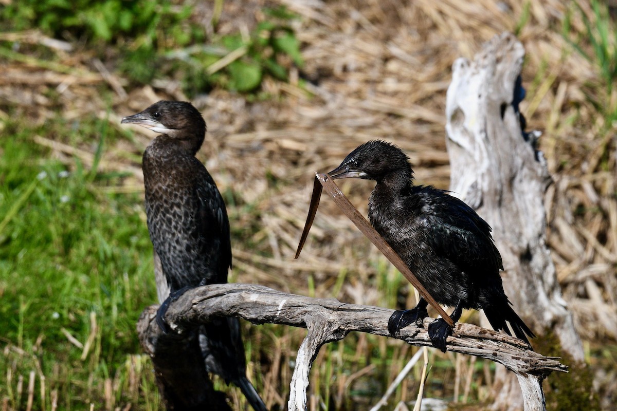 Pygmy Cormorant - ML609963345