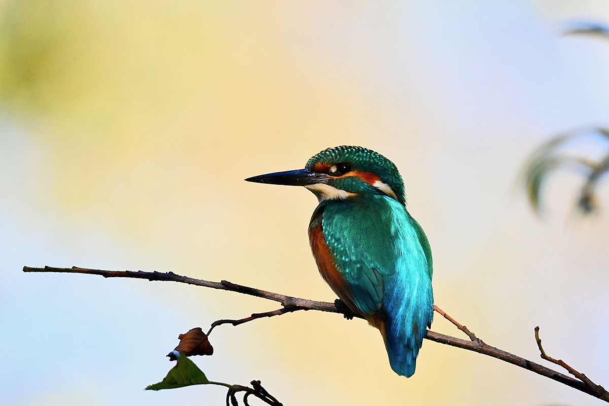 Common Kingfisher - ML609963357