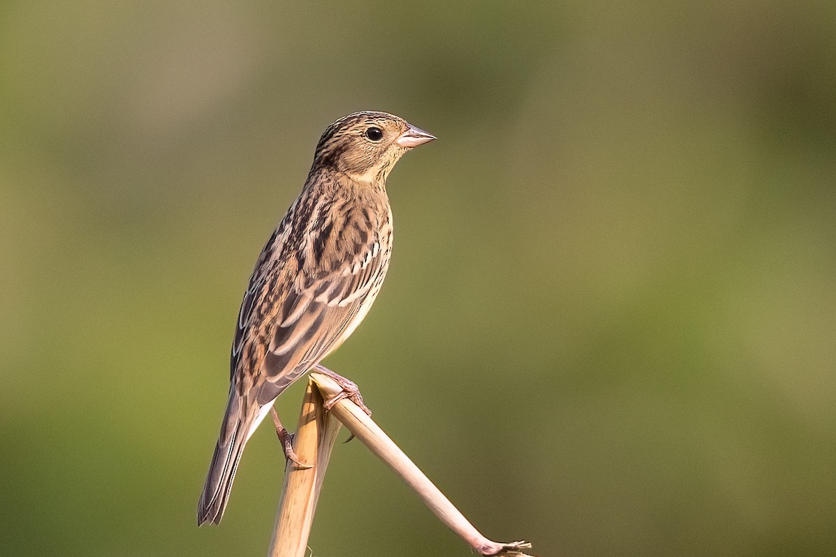 Yellow-breasted Bunting - Sandy Luk