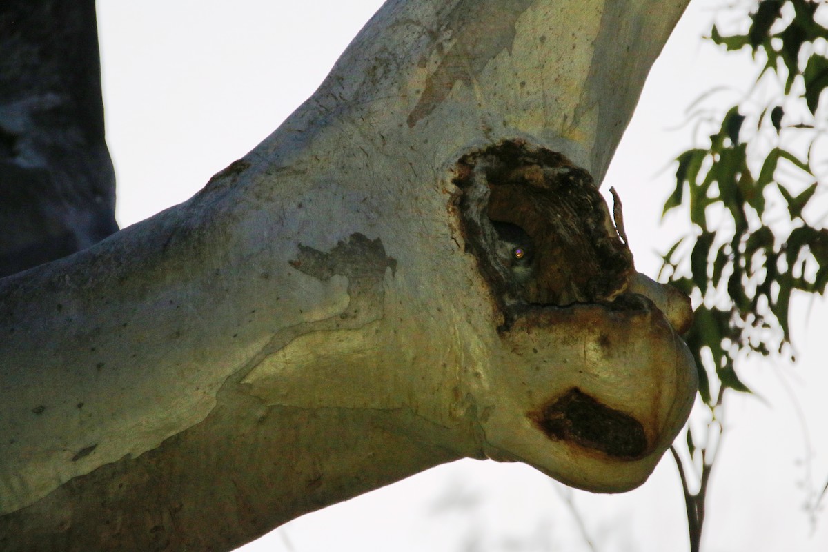 Barking Owl - ML609963531