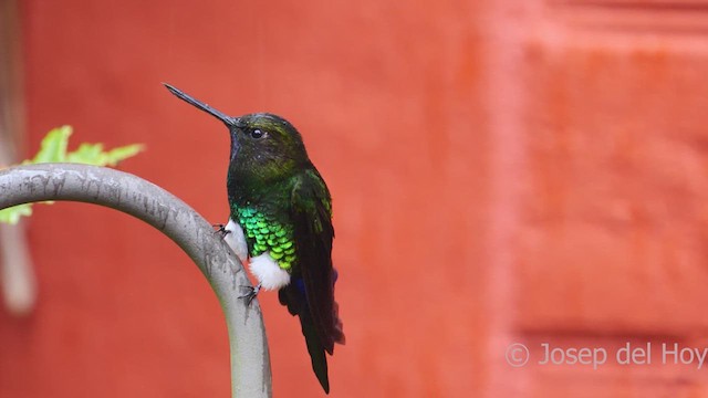 Glowing Puffleg - ML609963551