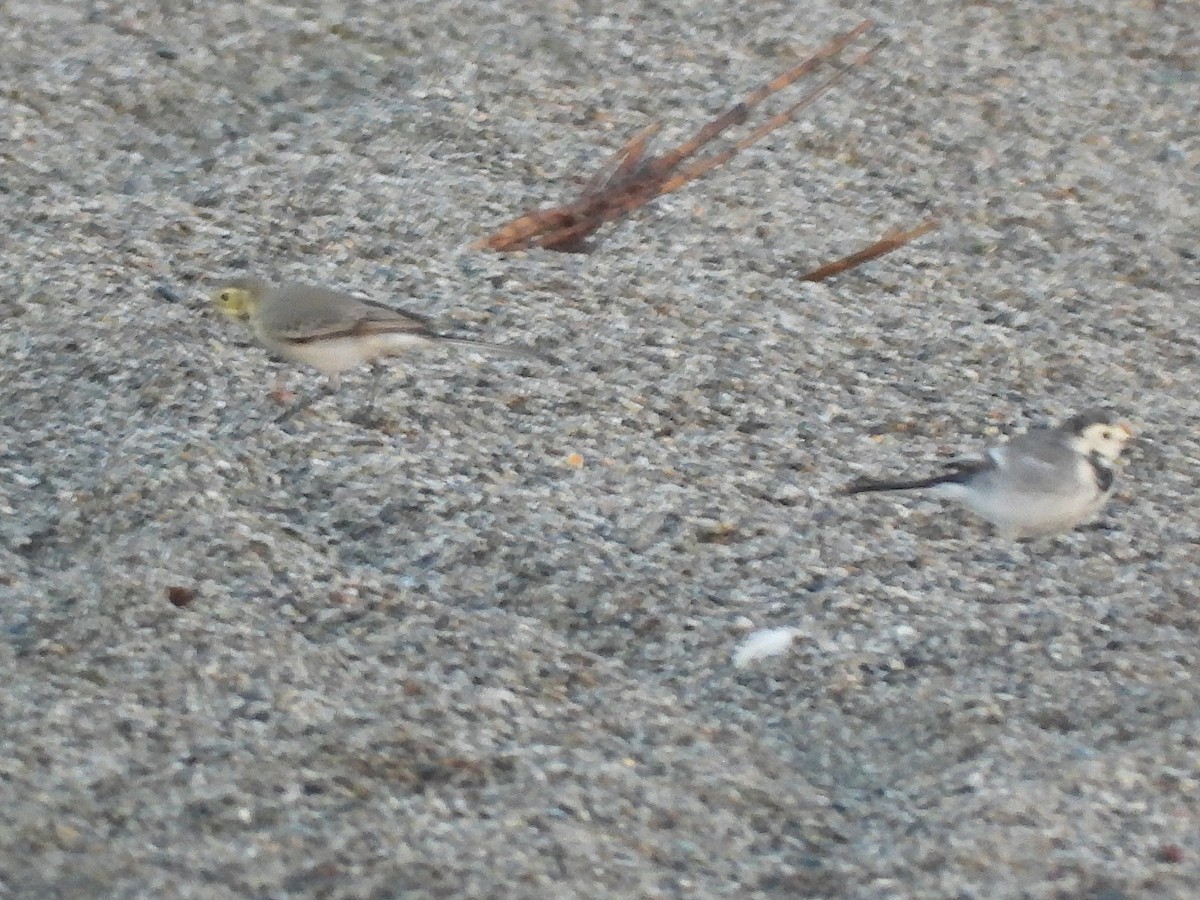 White Wagtail - ML609963711