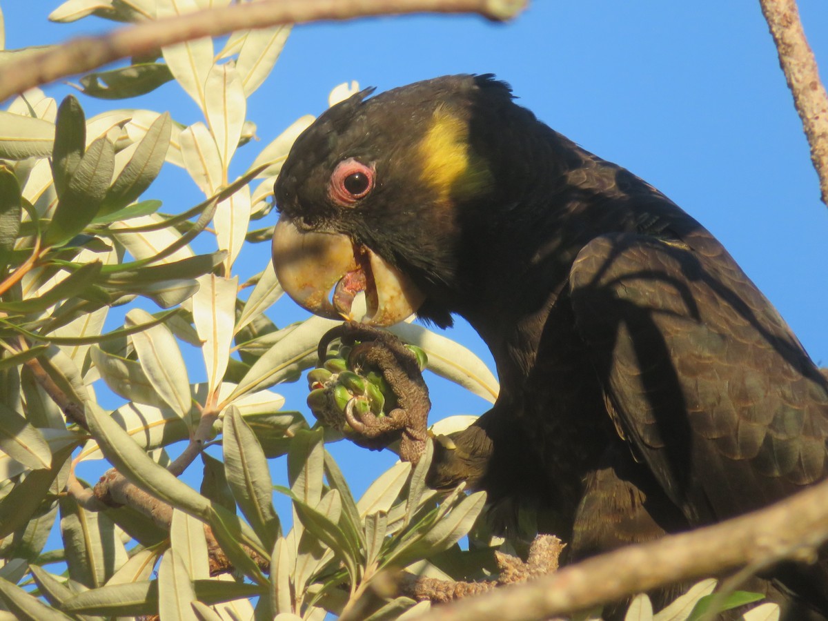 Yellow-tailed Black-Cockatoo - DJ ML