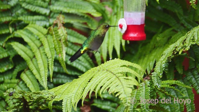 Glowing Puffleg - ML609963779