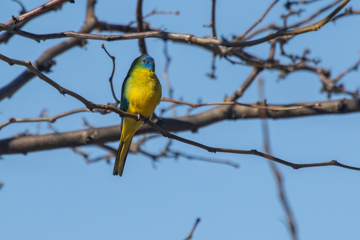 Turquoise Parrot - ML609964050