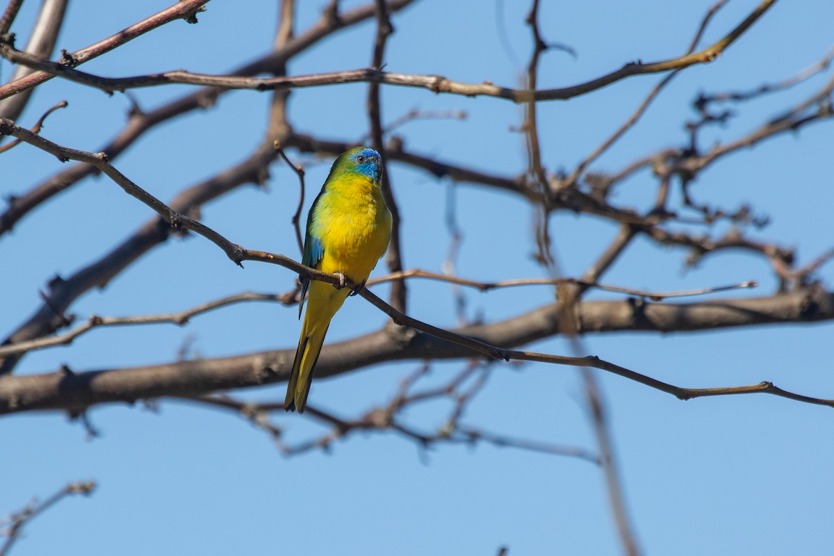 Turquoise Parrot - ML609964051