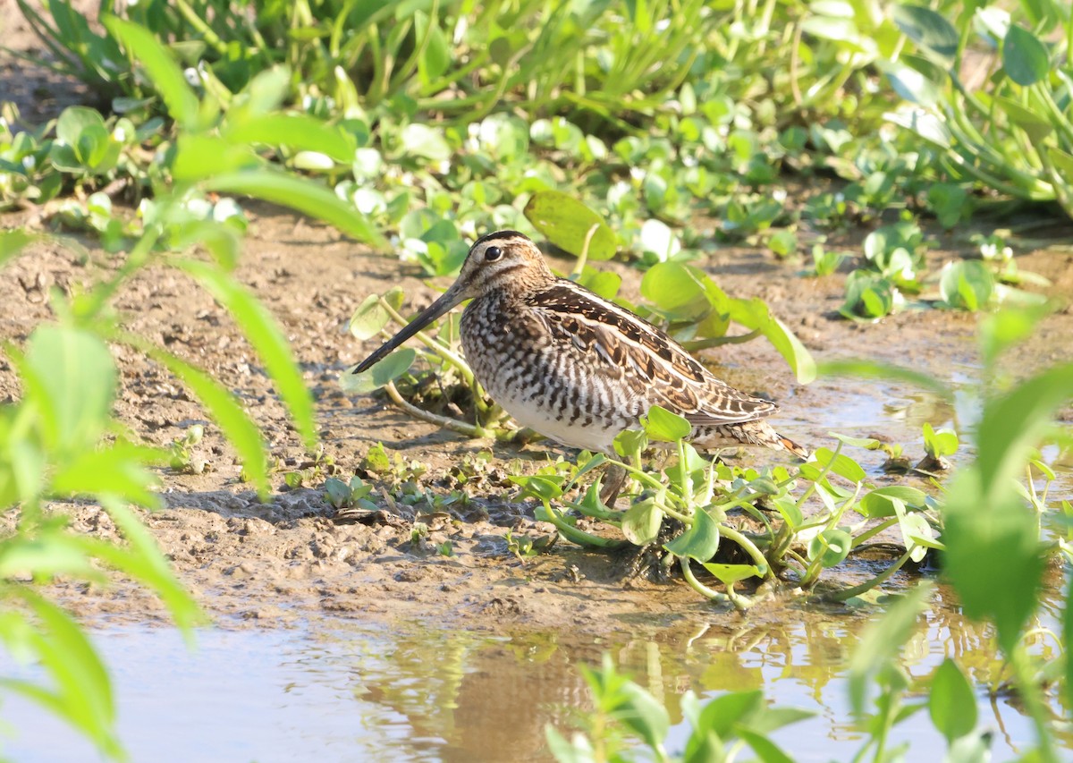 Wilson's Snipe - ML609964075