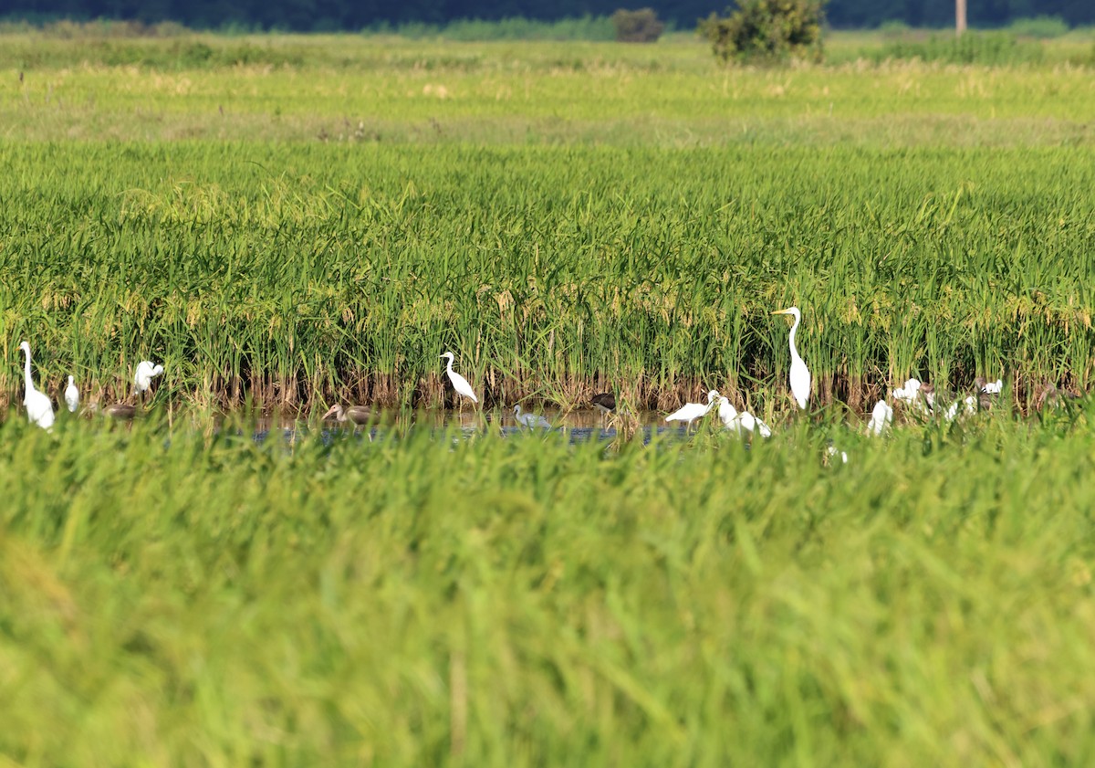 ibis bílý - ML609964113