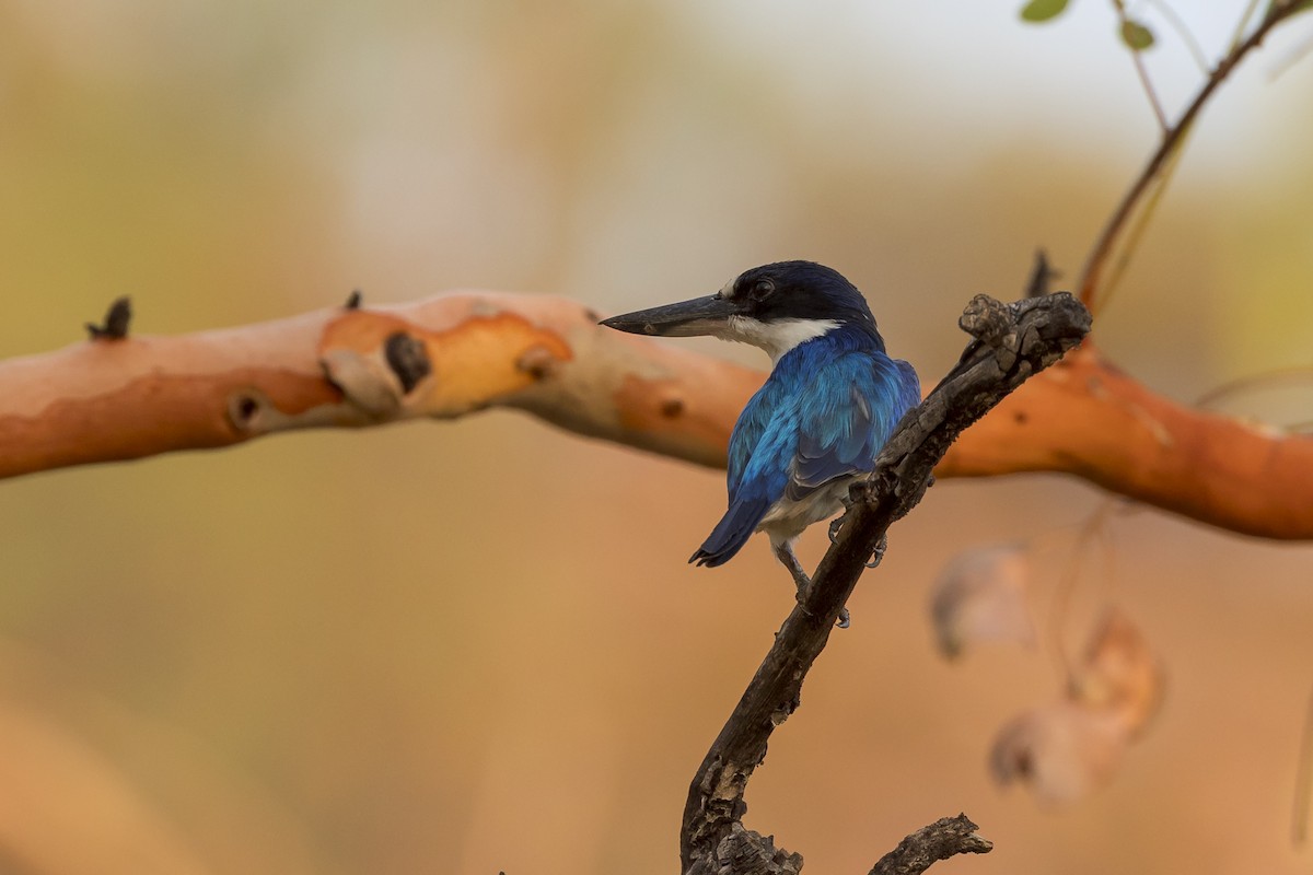 Forest Kingfisher - ML609964123