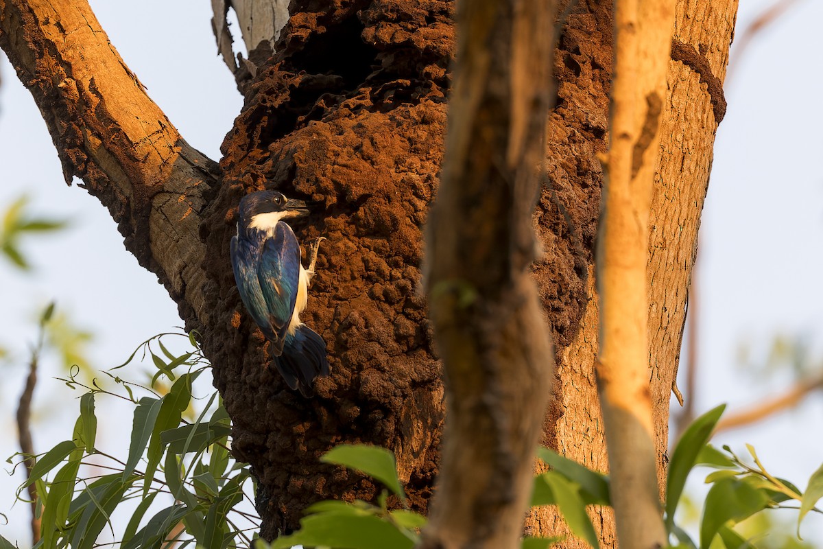Forest Kingfisher - ML609964124