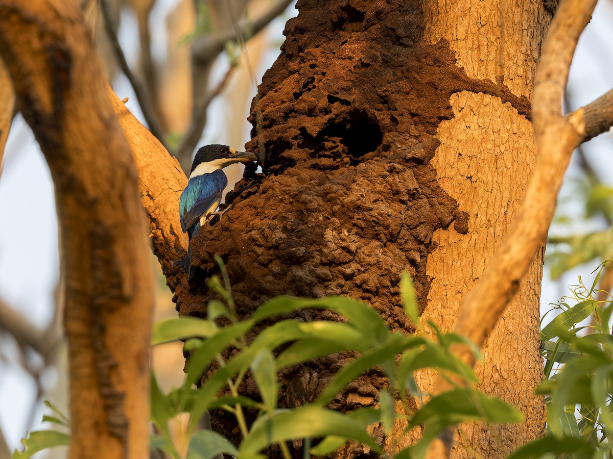 Forest Kingfisher - ML609964126