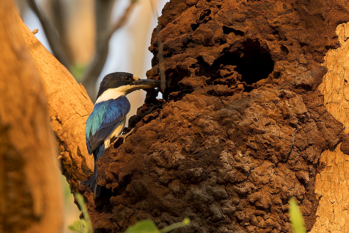 Forest Kingfisher - Dana Cameron