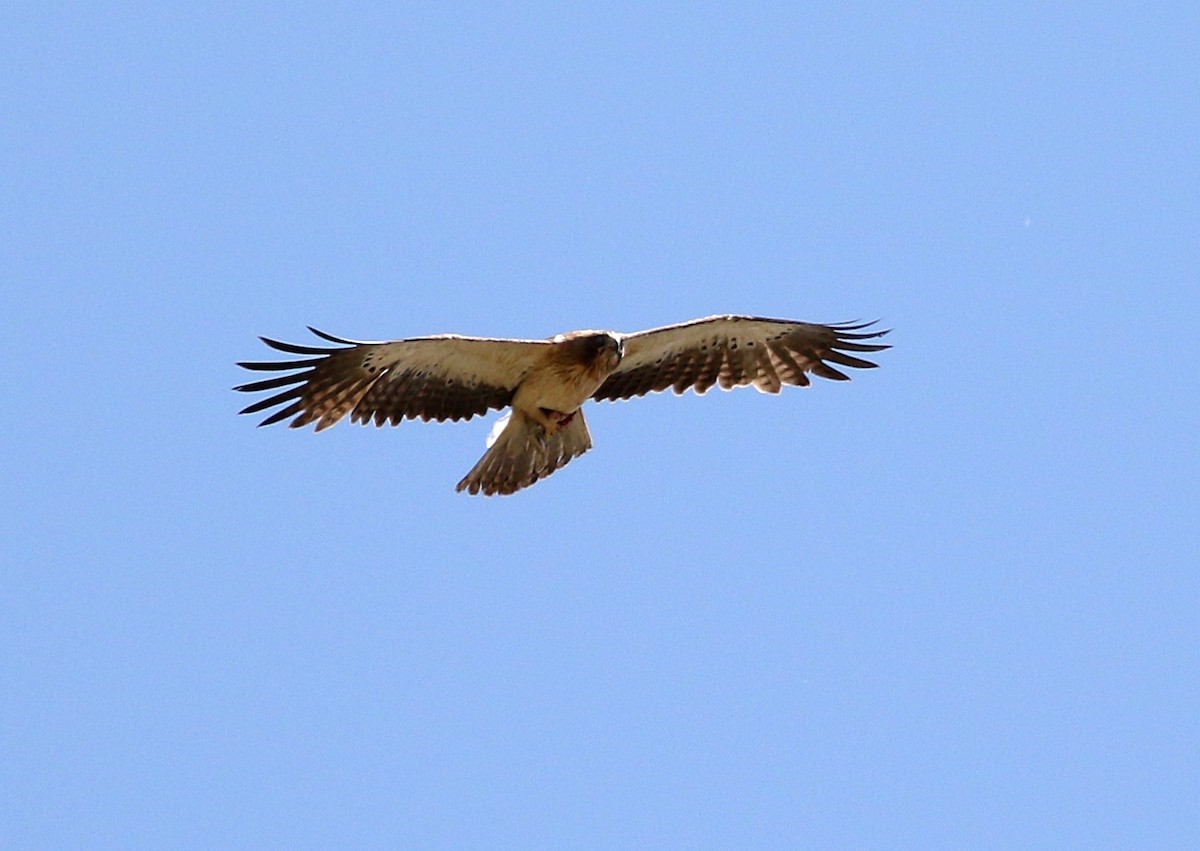 Booted Eagle - ML609964178