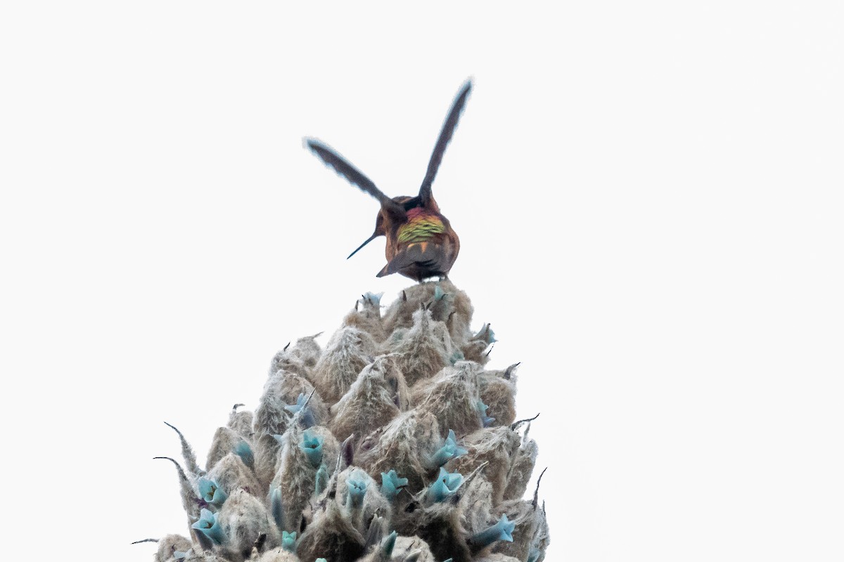 Colibri étincelant - ML609964222