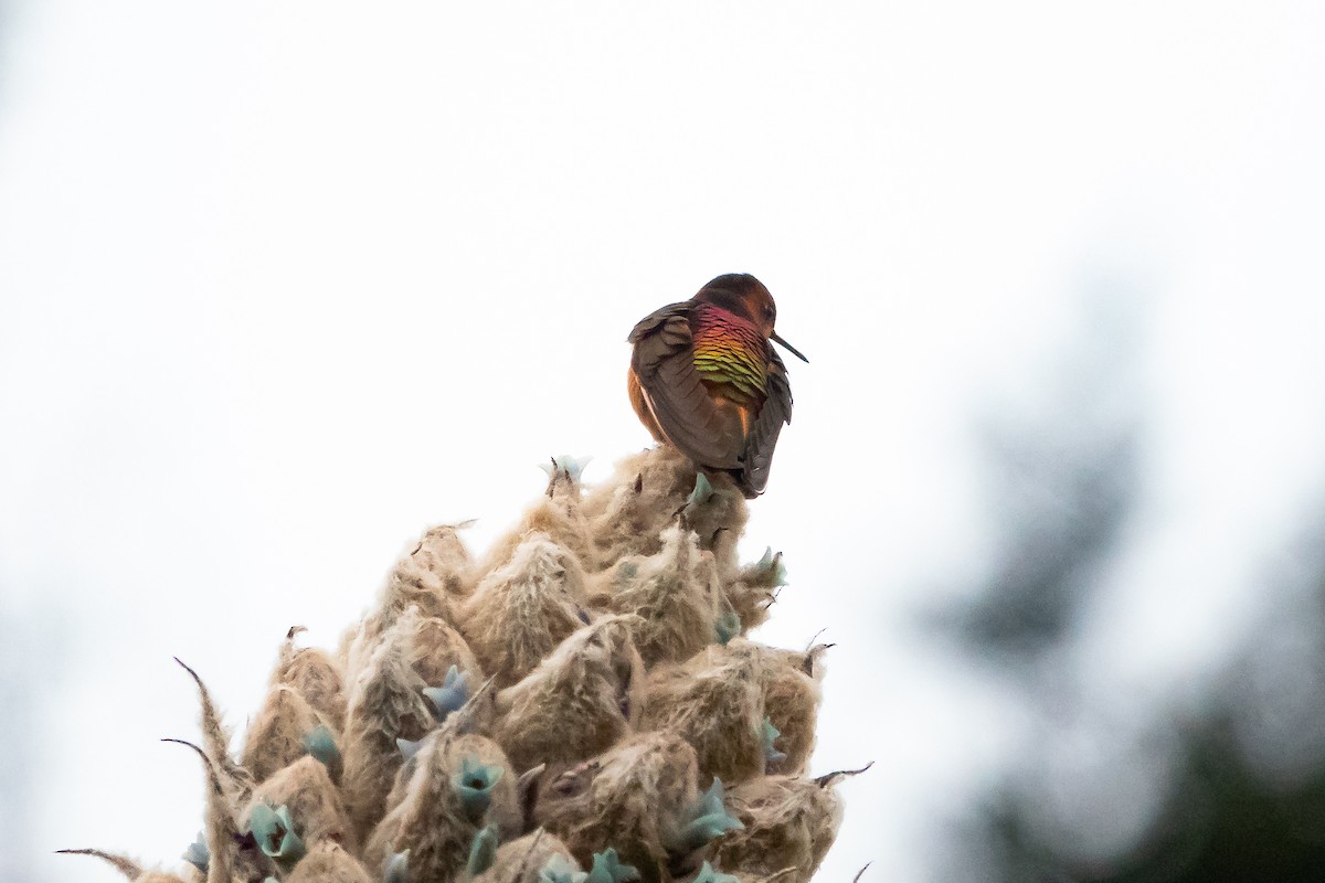 Colibri étincelant - ML609964223