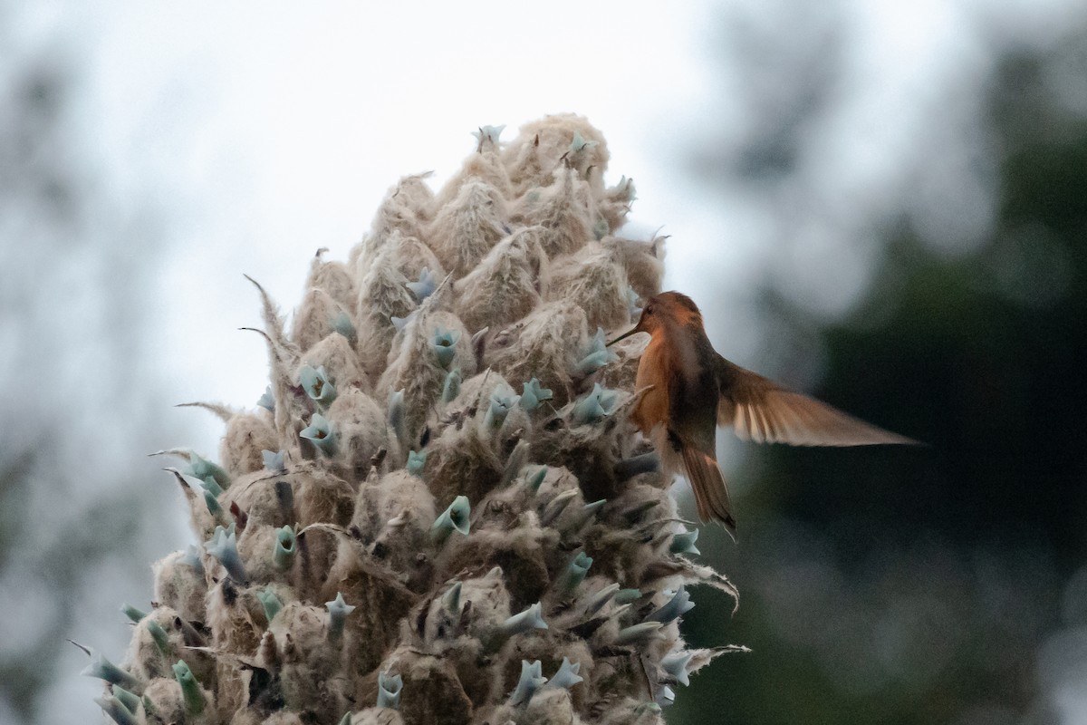 Colibri étincelant - ML609964224