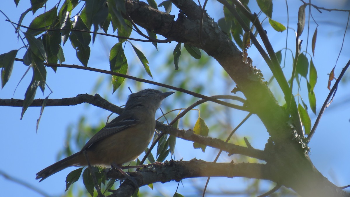 Variable Antshrike - ML609964236