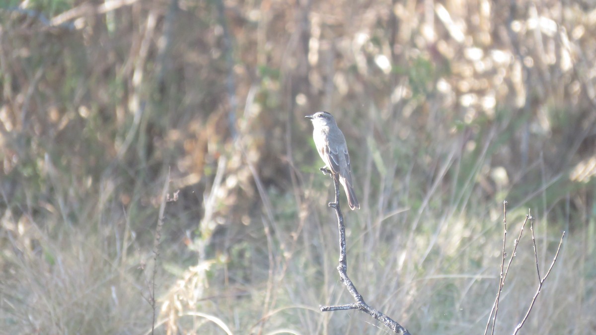 Crowned Slaty Flycatcher - ML609964250