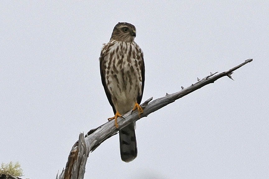 Sharp-shinned Hawk - ML609964257