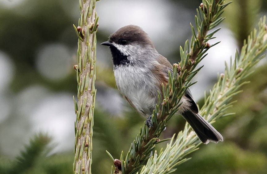 Boreal Chickadee - ML609964258
