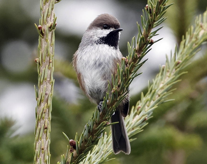 Boreal Chickadee - ML609964259