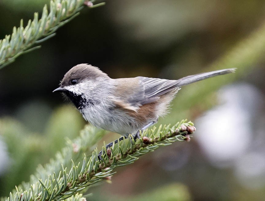 Boreal Chickadee - ML609964261