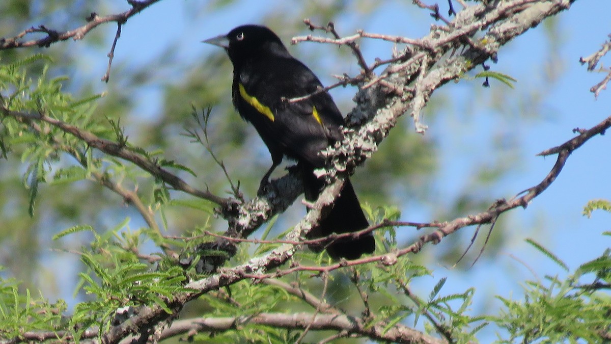 Golden-winged Cacique - ML609964285