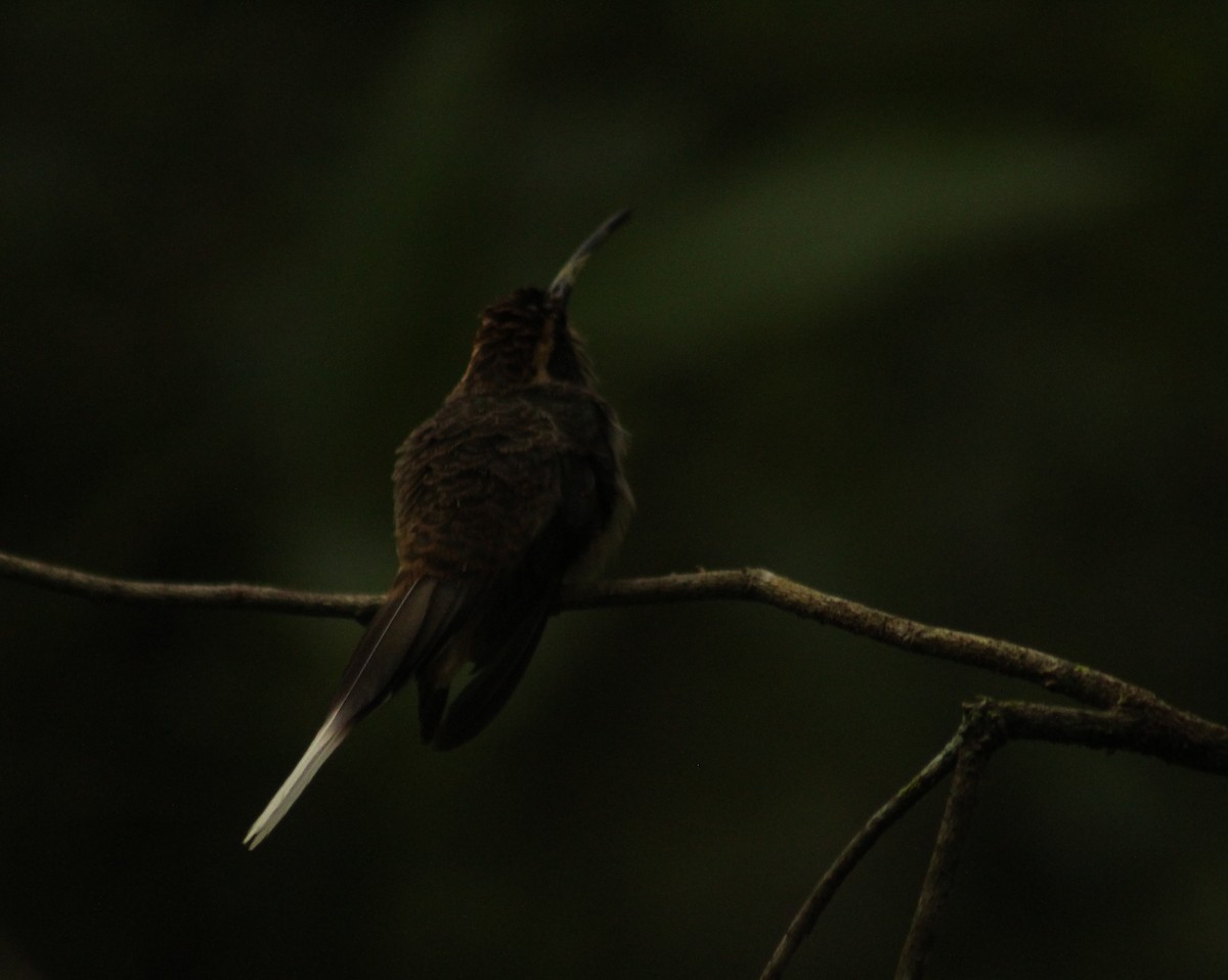 Scale-throated Hermit - ML609964294
