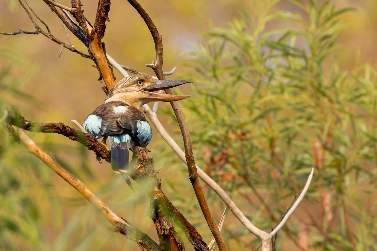 Blue-winged Kookaburra - ML609964297