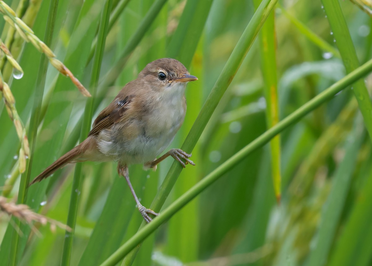 Blunt-winged Warbler - Ayuwat Jearwattanakanok