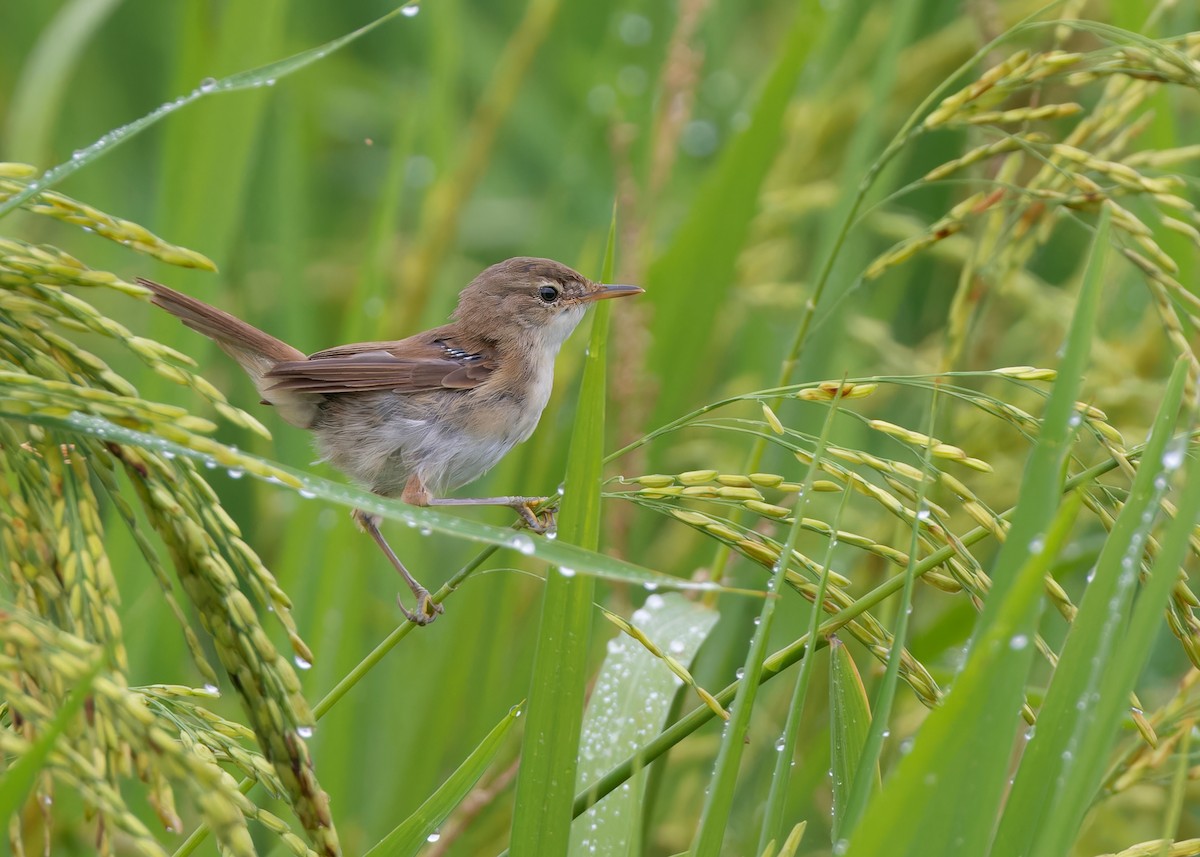 Blunt-winged Warbler - Ayuwat Jearwattanakanok