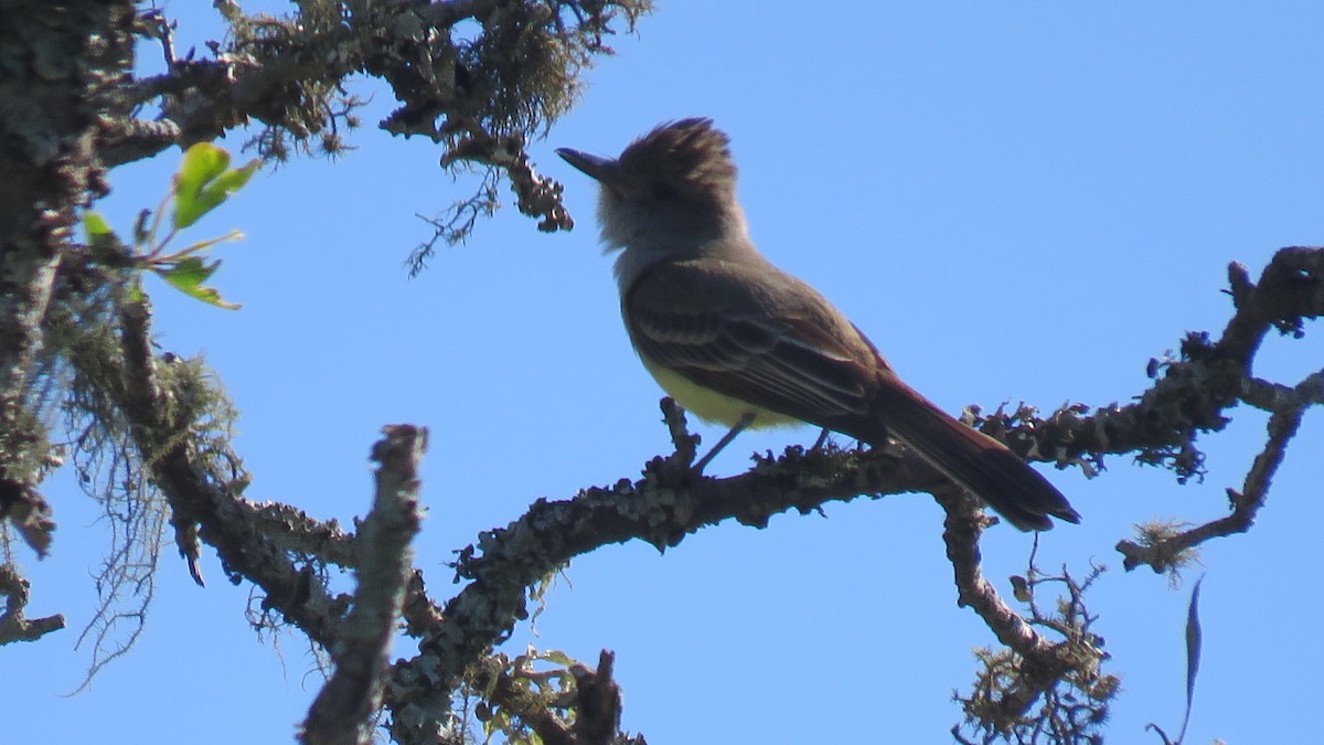 Brown-crested Flycatcher - ML609964384