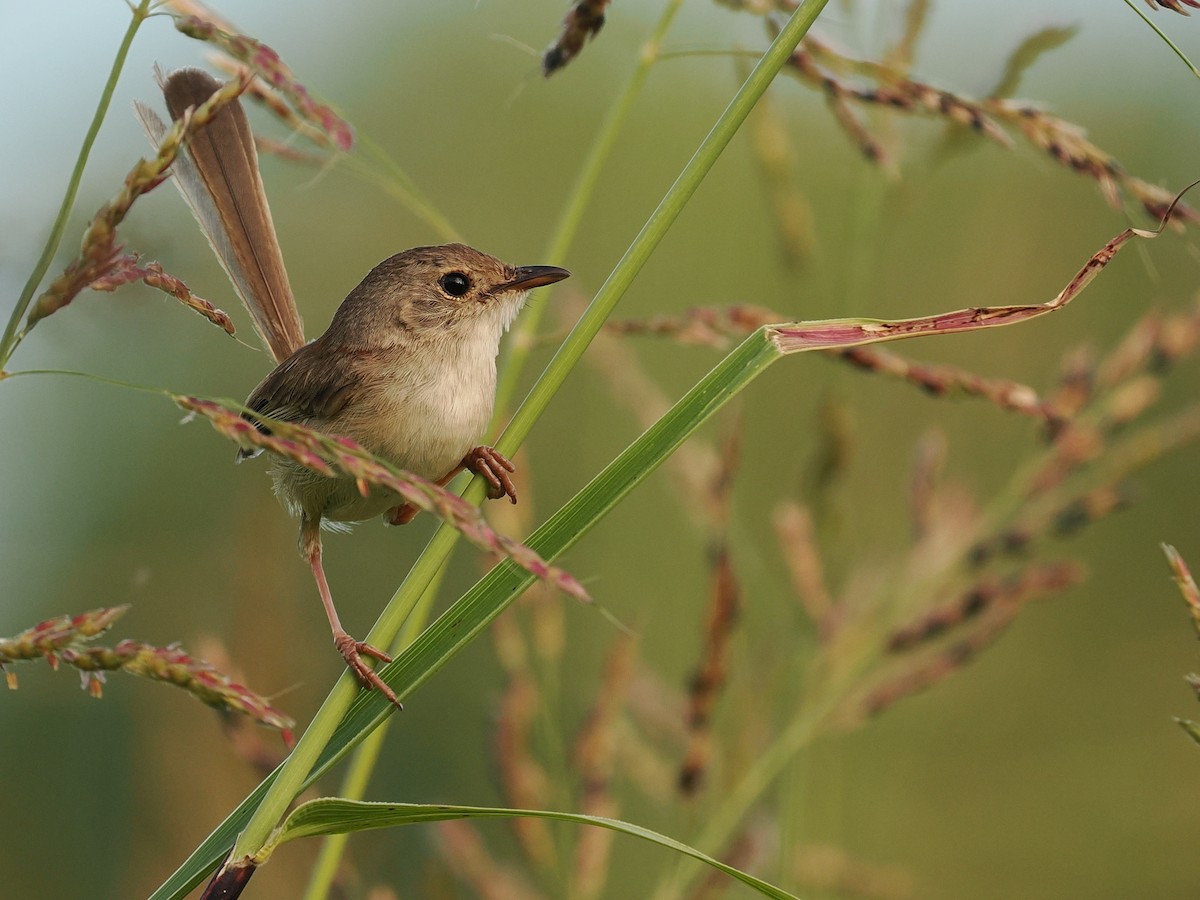 Red-backed Fairywren - ML609964402