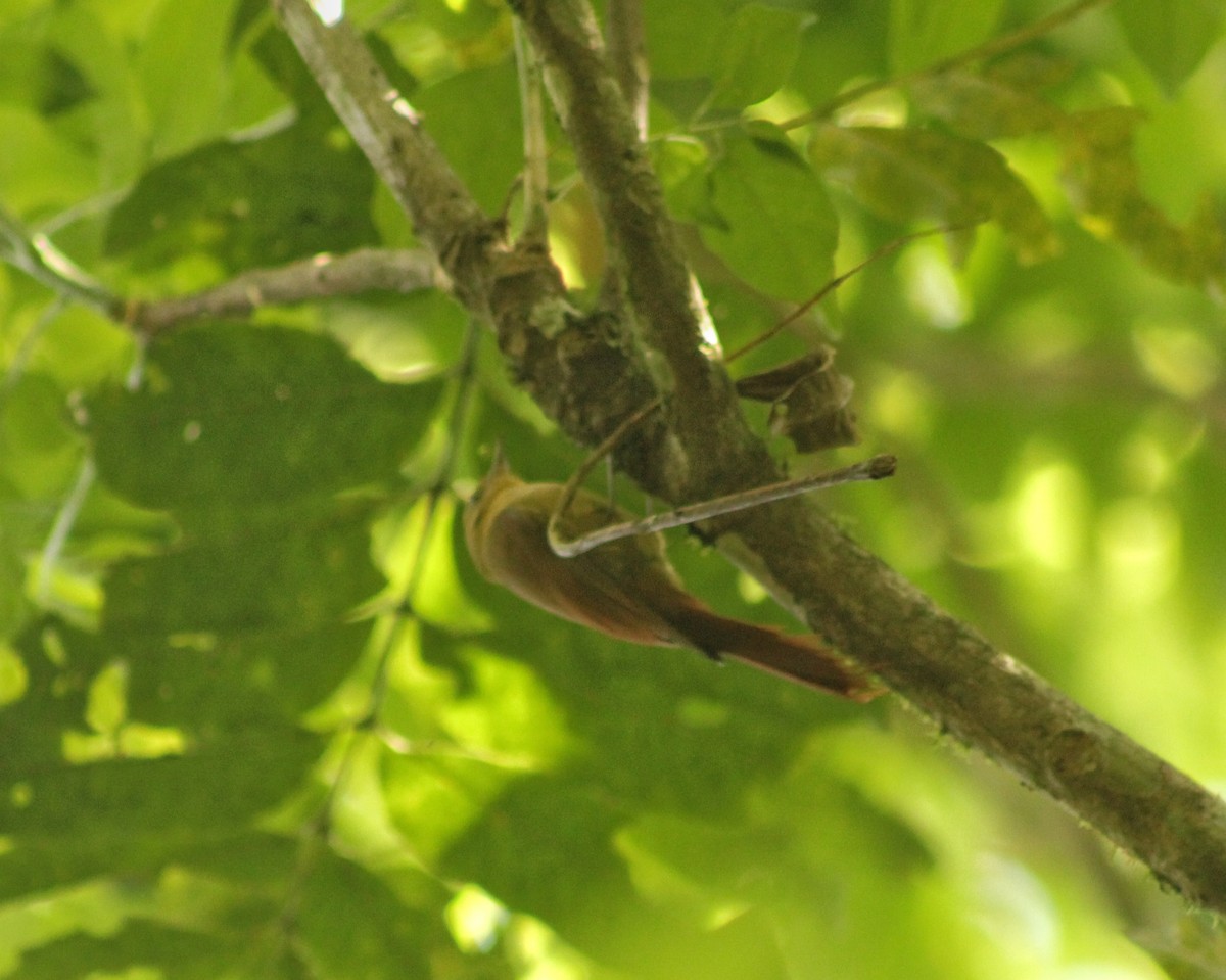 Olivaceous Woodcreeper (Olivaceous) - ML609964432