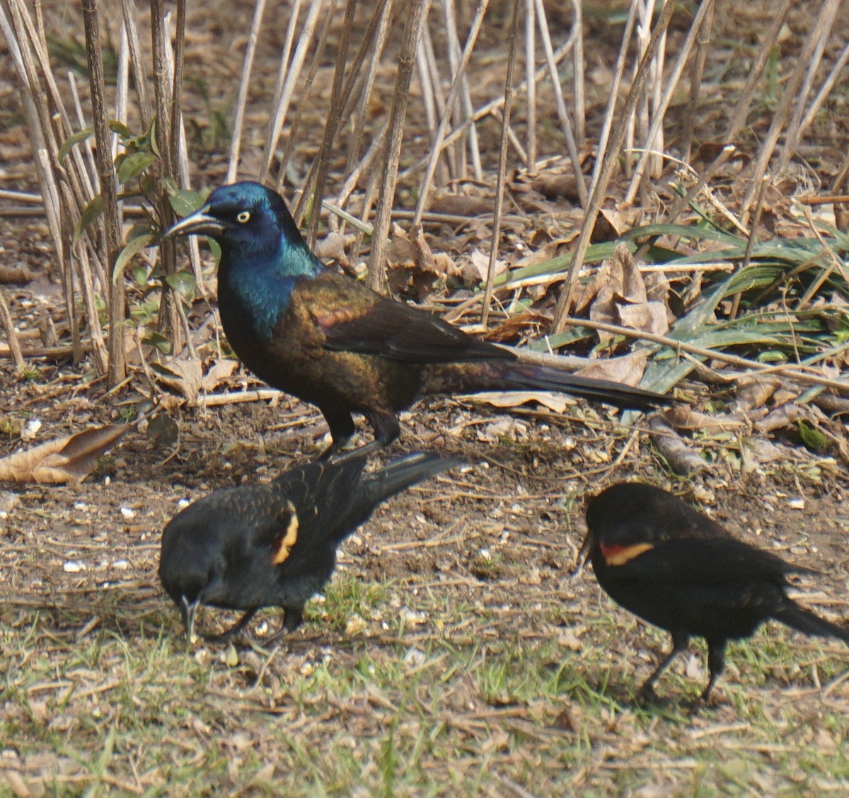 Common Grackle - ML609964460