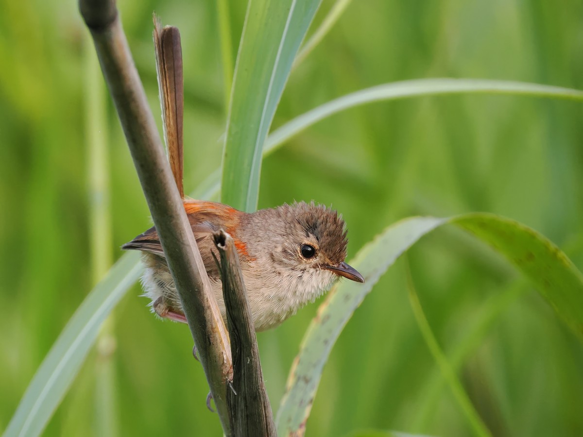 Red-backed Fairywren - ML609964507