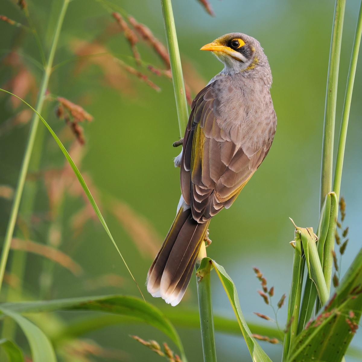 Yellow-throated Miner - ML609964639