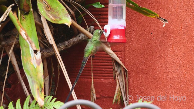 Colibrí Colilargo Mayor - ML609964652